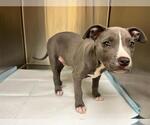 Small American Pit Bull Terrier Mix