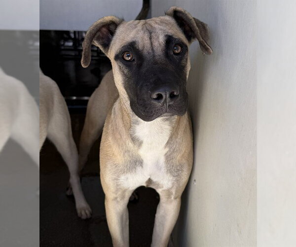 Medium Photo #1 Mutt Puppy For Sale in San Bernardino, CA, USA