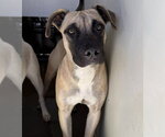 EMERALD - Female Mutt Dog for Adoption - Small photo
