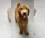 Small Photo #1 Poodle (Standard) Puppy For Sale in DUNDEE, OH, USA