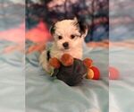 Puppy Huston Mal-Shi
