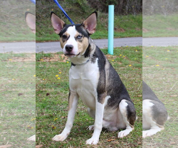 Medium Photo #2 Siberian Husky-Unknown Mix Puppy For Sale in Prattville, AL, USA