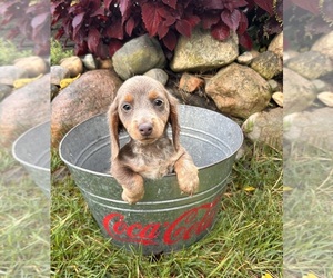 Dachshund Puppy for sale in MIDDLEBURY, IN, USA