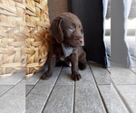 Small #11 Miniature Labradoodle