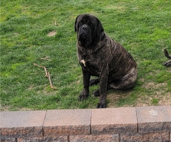 Medium Photo #1 Mastiff Puppy For Sale in VANDALIA, IL, USA