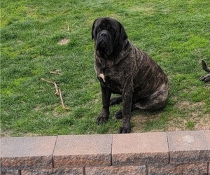 Father of the Mastiff puppies born on 04/19/2025