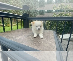 Pomeranian Puppy for sale in MIDDLETOWN, NY, USA