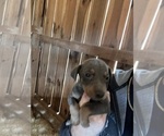 Small #9 Doberman Pinscher