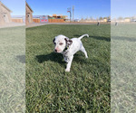 Small Photo #53 Dalmatian Puppy For Sale in AMARILLO, TX, USA