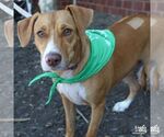 Small #1 Retriever  Mix
