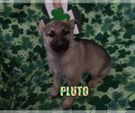 Image preview for Ad Listing. Nickname: Pluto