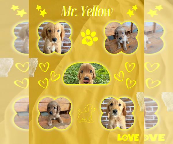 Medium Photo #4 Golden Retriever Puppy For Sale in GLASGOW, KY, USA