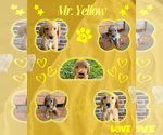 Puppy Mr Yellow Boy Golden Retriever