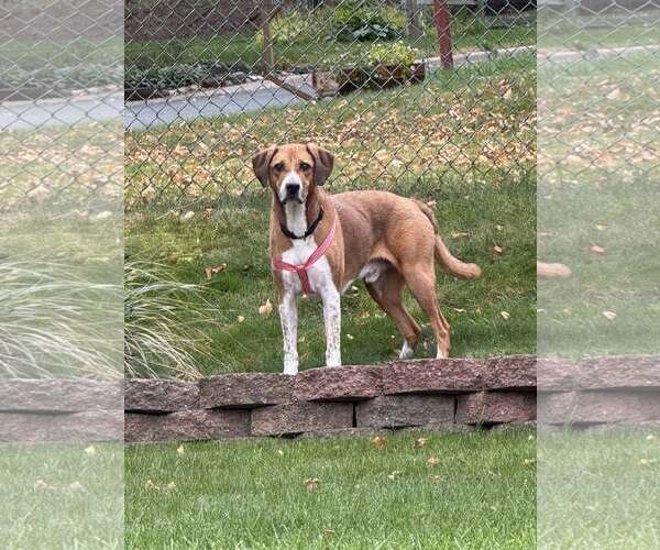 Medium Photo #4 Labrador Retriever-Unknown Mix Puppy For Sale in Farmington, MN, USA