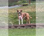 Small #3 Labrador Retriever Mix
