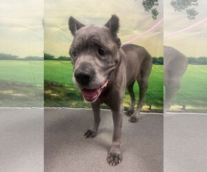Mutt Dogs for adoption in Euless, TX, USA