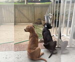 Small #11 American Staffordshire Terrier Mix