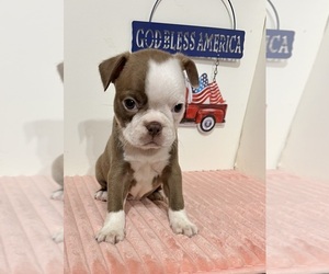 Boston Terrier Puppy for sale in GLADEWATER, TX, USA