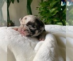 Small #1 French Bulldog