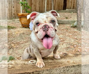 Cupcake - Female Bulldog Dog for Adoption - Photo #2