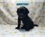 Puppy 5 Maltipoo-Poodle (Miniature) Mix