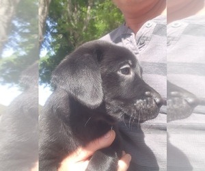 Labrador Retriever Puppy for sale in FLEMING ISLE, FL, USA