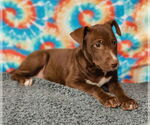 Small #1 American Pit Bull Terrier-Labrador Retriever Mix