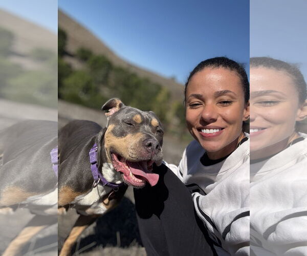 Medium Photo #3 American Bulldog Puppy For Sale in Petaluma, CA, USA