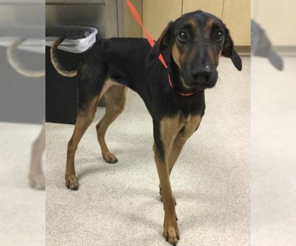 Medium Photo #1 Doberman Pinscher Puppy For Sale in Riverside, CA, USA