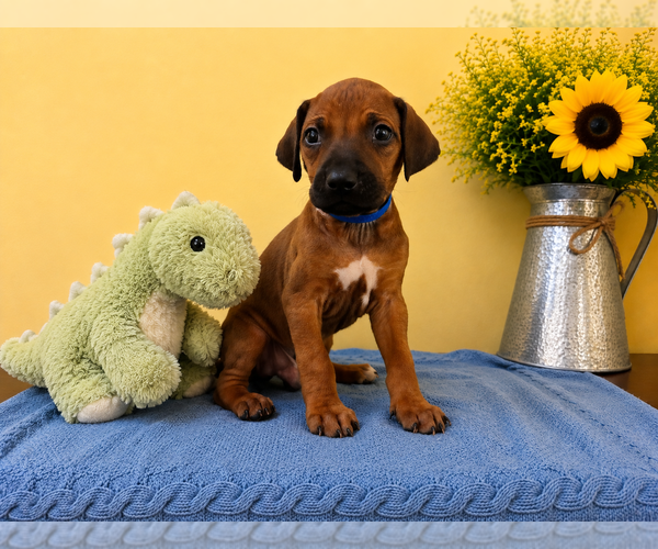 Medium Photo #3 Rhodesian Ridgeback Puppy For Sale in MADISON, GA, USA