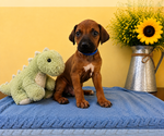 Small #2 Rhodesian Ridgeback