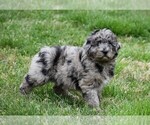 Small Aussiedoodle