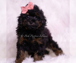 Small Photo #30 Poodle (Toy) Puppy For Sale in WARSAW, IN, USA