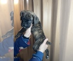 Small Photo #12 Boxer Puppy For Sale in HAMILTON, NJ, USA