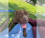 Small Photo #4 American Pit Bull Terrier Puppy For Sale in MIDWAY, UT, USA