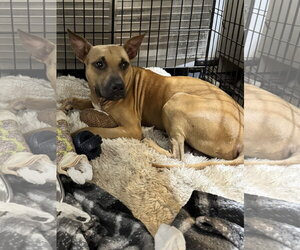 Garrett - Male Black Mouth Cur-Unknown Mix Dog for Adoption - Photo #6