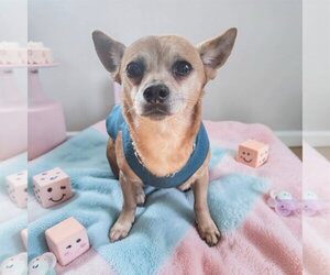 Chihuahua-Unknown Mix Dogs for adoption in Bellingham, WA, USA