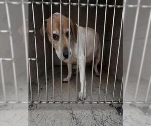 Beagle Dogs for adoption in Louisville, KY, USA