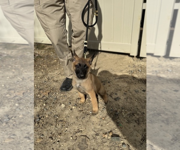 Medium Photo #22 German Malinois Puppy For Sale in FREDERICKSBURG, VA, USA
