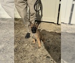Small Photo #22 German Malinois Puppy For Sale in FREDERICKSBURG, VA, USA