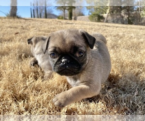 Pug Puppy for sale in LONE TREE, CO, USA