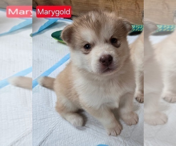 Medium Photo #2 Alaskan Malamute Puppy For Sale in CRIVITZ, WI, USA