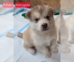 Small #1 Alaskan Malamute