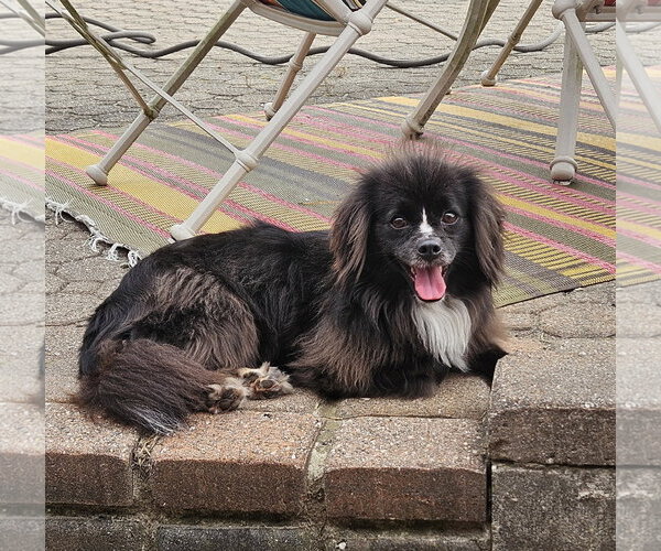 Medium Photo #2 Chiranian Puppy For Sale in Oakhurst, NJ, USA