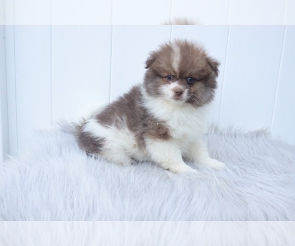 View Ad Pomeranian Puppy For Sale Near Indiana INDIANAPOLIS USA ADN   B6a2ad63960bce7e 66474224659f01b3f216d6 81150746 