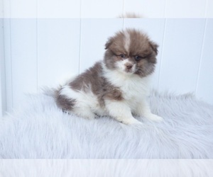 Pomeranian Puppy for sale in INDIANAPOLIS, IN, USA