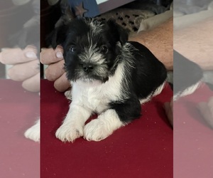 Schnauzer (Miniature) Puppy for Sale in WESTMINSTER, South Carolina USA