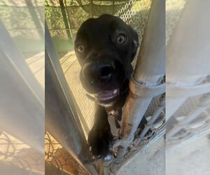 Kojack - Coming Soon! - Male Great Dane-Labrador Retriever Mix Dog for Adoption - Photo #3