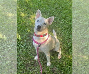 Feist Terrier-white german shepherd Mix Dogs for adoption in Rockaway, NJ, USA