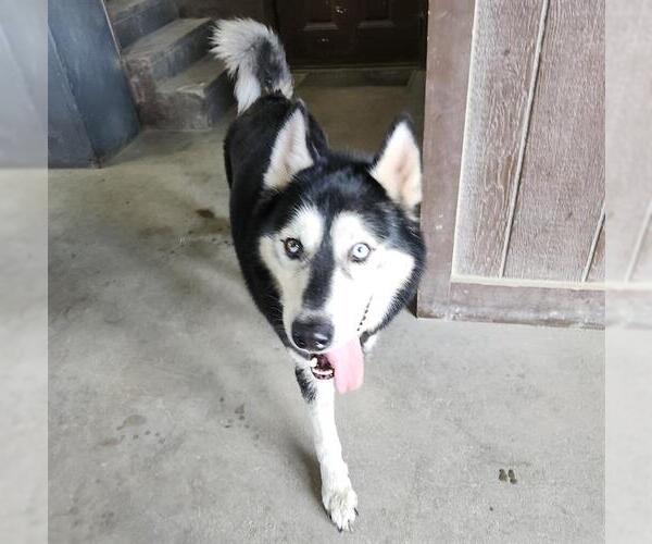 Medium Photo #1 Siberian Husky Puppy For Sale in San Antonio, TX, USA